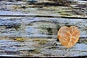 Fossil heart urchin background