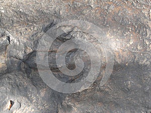 Fossil of herbivorous dinosaurs` footprint at Phu Khao