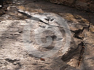 Fossil of herbivorous dinosaurs` footprint at Phu Khao