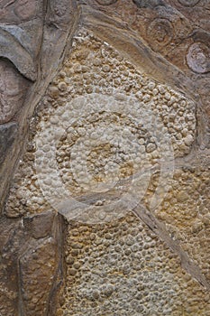 Fossil