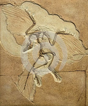 Fossil imprint of archaeopteryx showing bones and feathers
