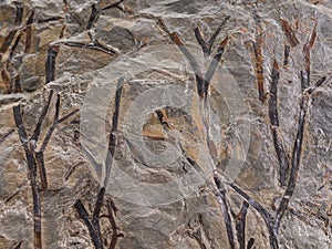 Fossil imprint of prehistorical plants stems