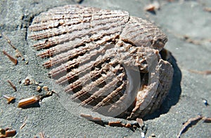 Fossil invertebrates from the miocene era photo