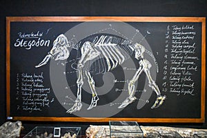 fossil jawbone of an ancient elephant stegodon or mammoth in the Sangiran museum.