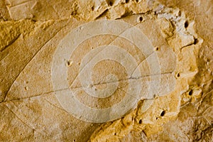 Fossil leaf