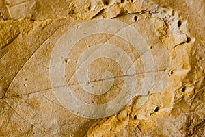 Fossil leaf
