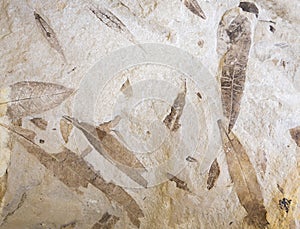 Fossil leaf in stone