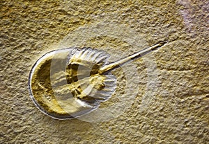 Fossil