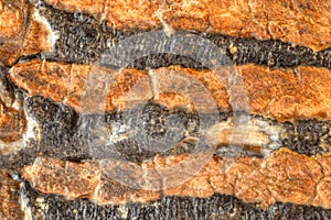 Fossil mammoth bone