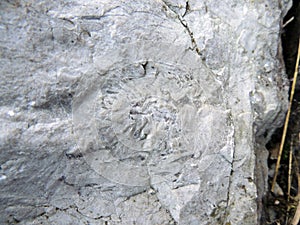 Fossil mark on a rock