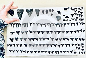 Fossil megalodon shark teeth collected diving off Venice Beach, Florida
