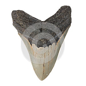 Fossil Megalodon tooth on white background