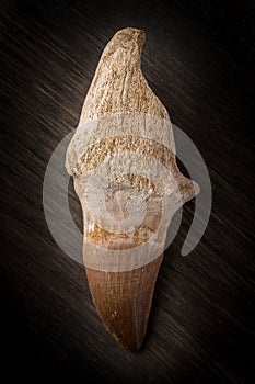 Fossil Mosasaur Tooth on wood background with root