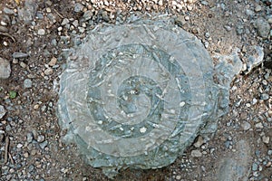 Fossil in Mount Washington region, New Hampshire, USA