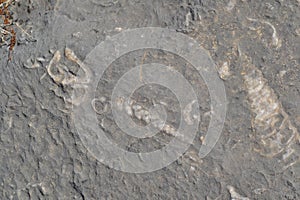 Fossil in the Musandam Peninsula, Oman