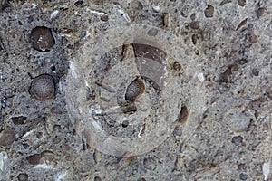 Fossil nummulite, a large single-celled organism