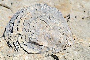 Fossil Oyster in Patagonia