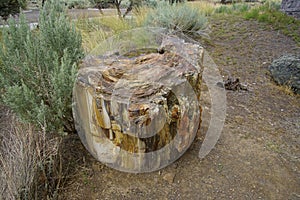 Fossil petrified wood stump