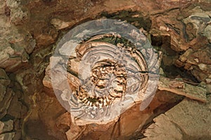 Fossil of Phuwiangosaurus sirindhornae at Sirindhorn Museum , Kalasin , Thailand . Near complete fossil
