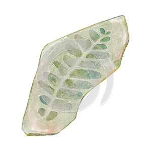 Fossil of plant in rock . Watercolor paint design . Vector