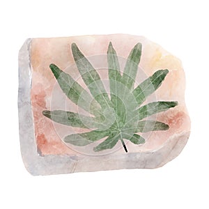 Fossil of plant in rock . Watercolor paint design . Vector