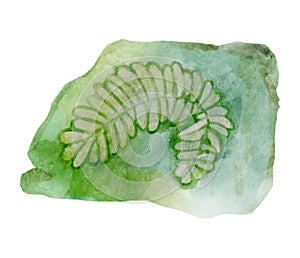 Fossil of plant in rock . Watercolor paint design . Vector