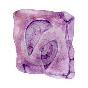 Fossil of plant in rock . Watercolor paint design . Vector