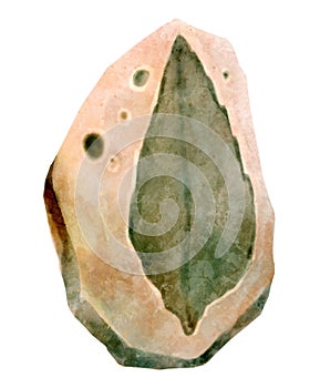 Fossil of plant in rock . Watercolor paint design . Vector