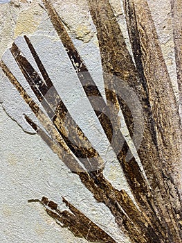 Fossil Plant in Sandstone