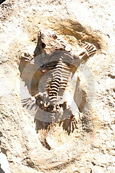 Fossil at Prague Zoo, Czech Republic