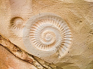 Fossil