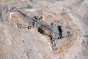 Fossil of prehistoric lizard skeleton on the rock