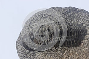 Fossil of prehistoric trilobite sea creature