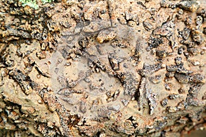 Fossil