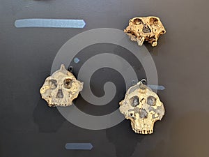 Fossil primate skulls representing evolution