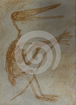 The fossil of pterodactyl skeleton in stone