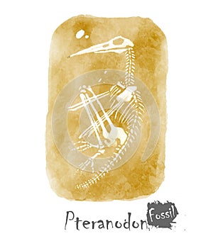 Fossil of Ptranodon dinosaur in rock . Watercolor paint design . Vector