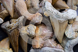 fossil remains of an ancient shark. teeth of prehistoric shark
