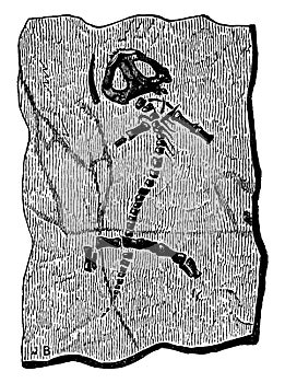 Fossil remains of protriton petrolei, vintage engraving