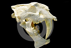 Fossil of Saber-toothed tiger photo
