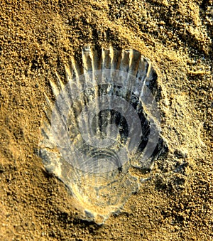 Fosilie v Sandbergu