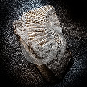 Fossil in Schist Metamorphic Rock