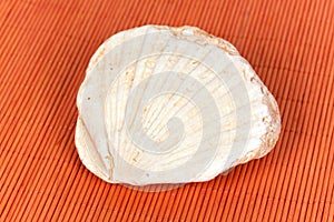 fossil sea shell on the orange background