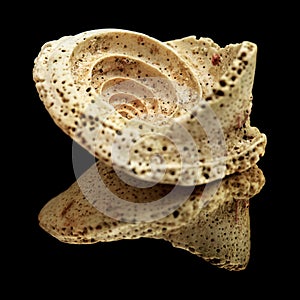 Fossil sea snail shell piece, possibly genus Conus, inner spiral visible, isolated on black