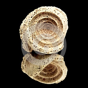 Fossil sea snail shell piece, possibly genus Conus, inner spiral visible, isolated on black