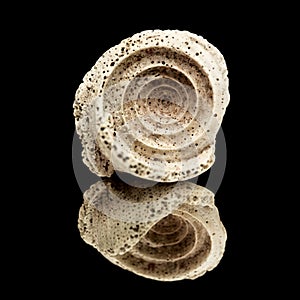 Fossil sea snail shell piece, possibly genus Conus, inner spiral visible, isolated on black