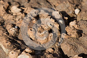 Fossil sea sponge