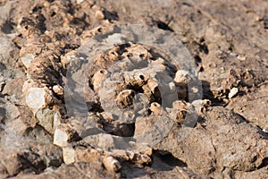 Fossil sea sponge on stone.