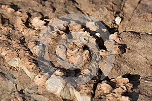 Fossil sea sponge on stone