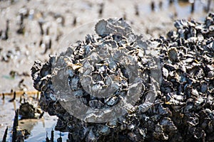 Fossil seashell area at the mangrove